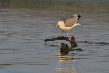 Caspian martı - (Larus cachinnans) bir ağaçta