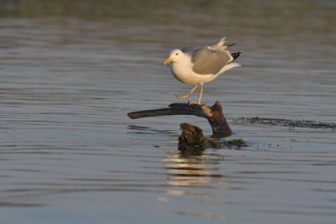 Caspian martı - (Larus cachinnans) bir ağaçta