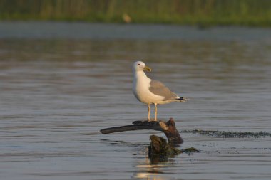 Caspian martı - (Larus cachinnans) bir ağaçta