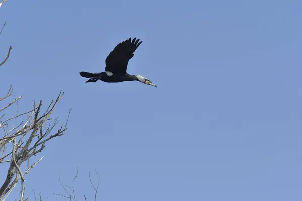 Uçarken büyük karabatak - (Phalacrocorax carbo)