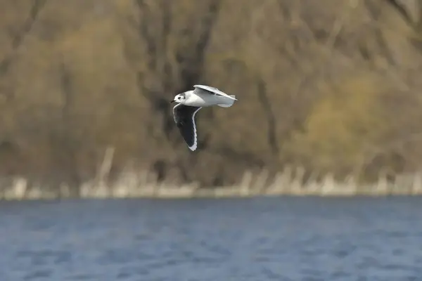 Little Gull - (Larus minute) uçuyor. 