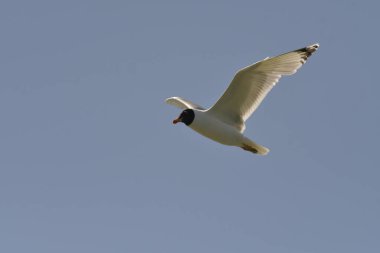 Pallass Gull - Ichthyaetus ichthyaetus uçuşta