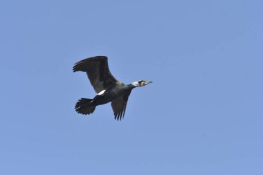 Büyük karabatak - (Phalacrocorax karbo) kış tüyleri içinde