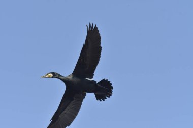 Büyük karabatak - (Phalacrocorax karbo) kış tüyleri içinde