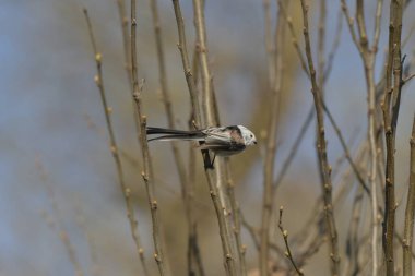 Long-tailed Tit -  (Aegithalos caudatus) on a tree