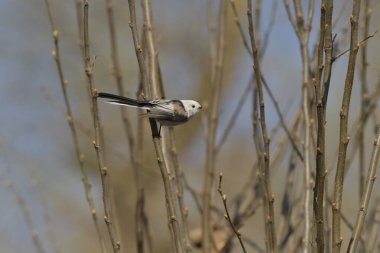 Long-tailed Tit -  (Aegithalos caudatus) on a tree
