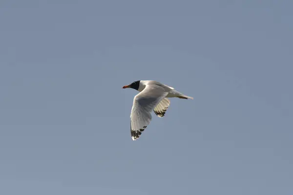 Pallass Gull - Ichthyaetus ichthyaetus uçuşta