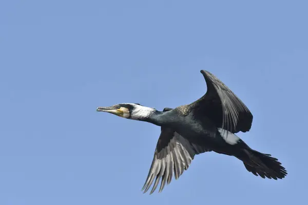 Büyük karabatak - (Phalacrocorax karbo) kış tüyleri içinde