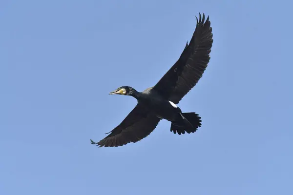 Büyük karabatak - (Phalacrocorax karbo) kış tüyleri içinde