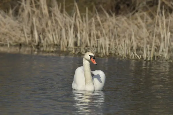 Dilsiz kuğu - Suyun üzerindeki Kuğu rengi