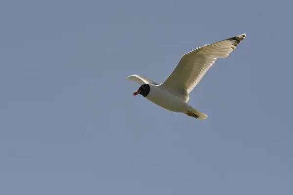 Pallas, martı - (Larus ichthyaetus) canlı yayında