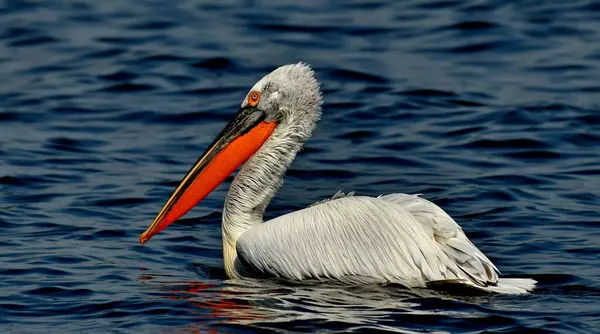 Kışın tüylü Dalmaçyalı pelikan - Pelecanus crispus