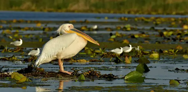 Bitkiler üzerindeki beyaz pelikan - Pelecanus onocrotalus