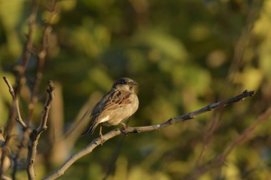 Evcil serçe - Passer domesticus on stick