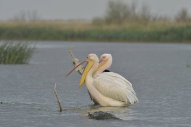 White pelican - Pelecanus onocrotalus on water clipart