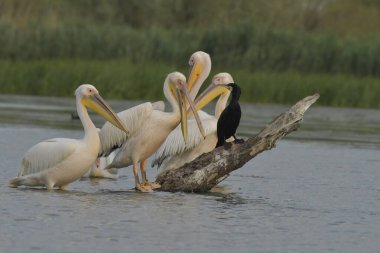 Beyaz pelikan - Pelecanus onocrotalus on water