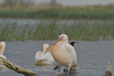 Beyaz pelikan - Pelecanus onocrotalus on water
