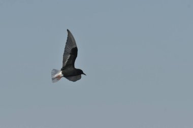 Beyaz kanatlı deniz feneri - (Chlidonias lökopterus) 