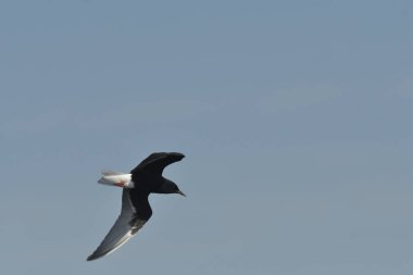 Beyaz kanatlı deniz feneri - (Chlidonias lökopterus) 