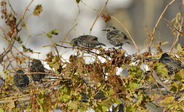 Ortak Starling - (Sturnus vulgaris) üzüm yiyor)
