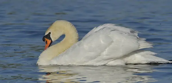 Dilsiz Kuğu - Göldeki Kuğu Rengi