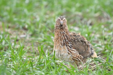 Yaygın bıldırcın - (Coturnix coturnix) çimenlerin üzerinde