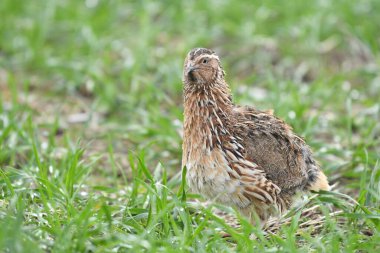 Yaygın bıldırcın - (Coturnix coturnix) çimenlerin üzerinde