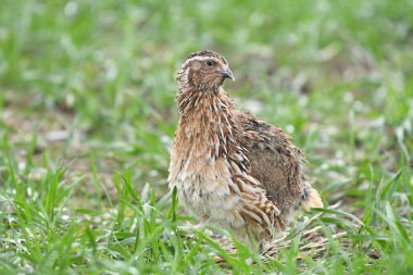 Yaygın bıldırcın - (Coturnix coturnix) çimenlerin üzerinde