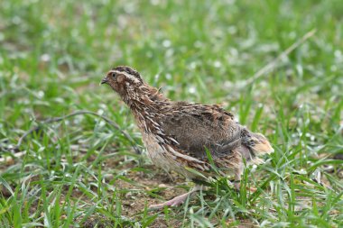 Yaygın bıldırcın - (Coturnix coturnix) çimenlerin üzerinde