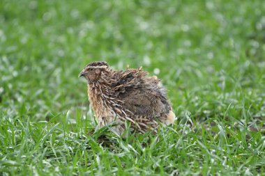 Yaygın bıldırcın - (Coturnix coturnix) çimenlerin üzerinde