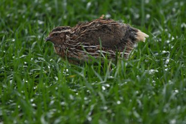 Yaygın bıldırcın - (Coturnix coturnix) çimenlerin üzerinde