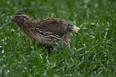 Yaygın bıldırcın - (Coturnix coturnix) çimenlerin üzerinde