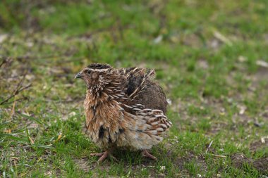 Yaygın bıldırcın - (Coturnix coturnix) çimenlerin üzerinde