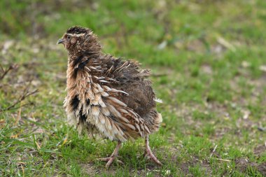 Yaygın bıldırcın - (Coturnix coturnix) çimenlerin üzerinde