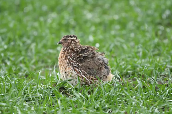 Yaygın bıldırcın - (Coturnix coturnix) çimenlerin üzerinde