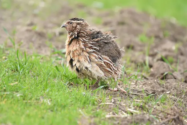 Yaygın bıldırcın - (Coturnix coturnix) çimenlerin üzerinde