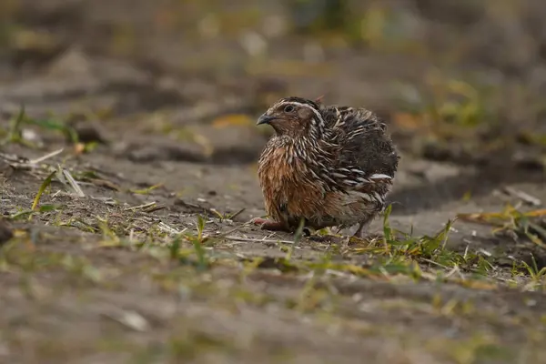 Yaygın bıldırcın - (Coturnix coturnix) çimenlerin üzerinde