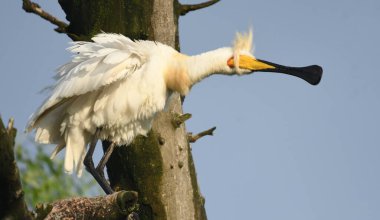 European spoonbill - Platalea leucorodia on tree clipart