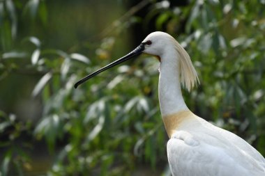 Avrupa kaşık faturası - Ağaçta Platalea lucorodia