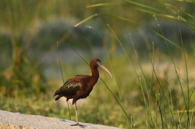 Parlak aynak - Çimlerin üzerinde plegadis falcinellus