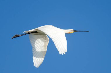 European spoonbill - Platalea leucorodia in Danube Delta clipart