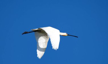 European spoonbill - Platalea leucorodia in Danube Delta clipart