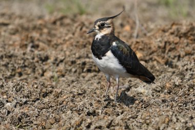 Northen lapwing - Vanellus vanellus on grass clipart