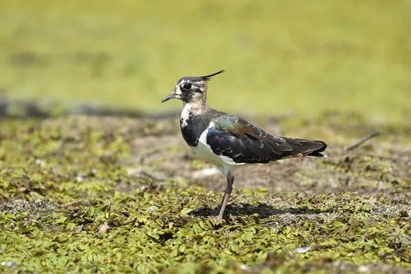 Kuzey Lapwing - (Vanellus vanellus) çimenler üzerinde