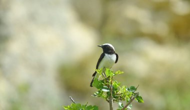 Pied wheatear - (Oenanthe pleschanka) taşın üzerinde 