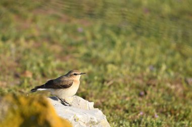 Kuzey Wheatear (Oenanthe oenanthe) bir taşın üzerinde