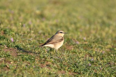 Kuzey Wheatear (Oenanthe oenanthe) bir taşın üzerinde