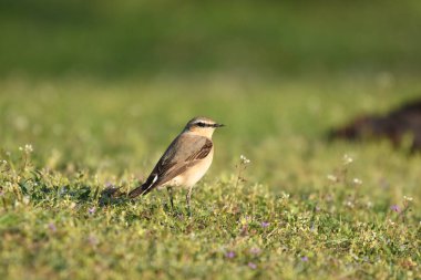 Kuzey Wheatear (Oenanthe oenanthe) bir taşın üzerinde