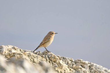 Isabelline Wheatear - (Oenanthe isabellina) bir taşın üzerinde