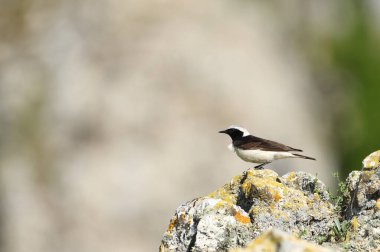 Pied wheatear - (Oenanthe pleschanka) taşın üzerinde 